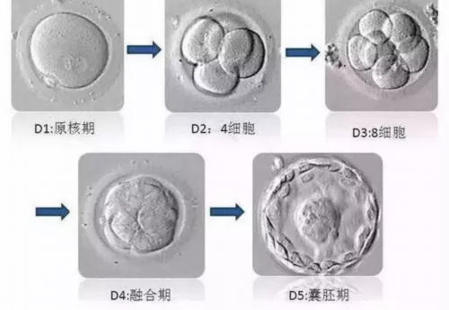 广州供卵试管中心排名,广州合法供卵试管中心