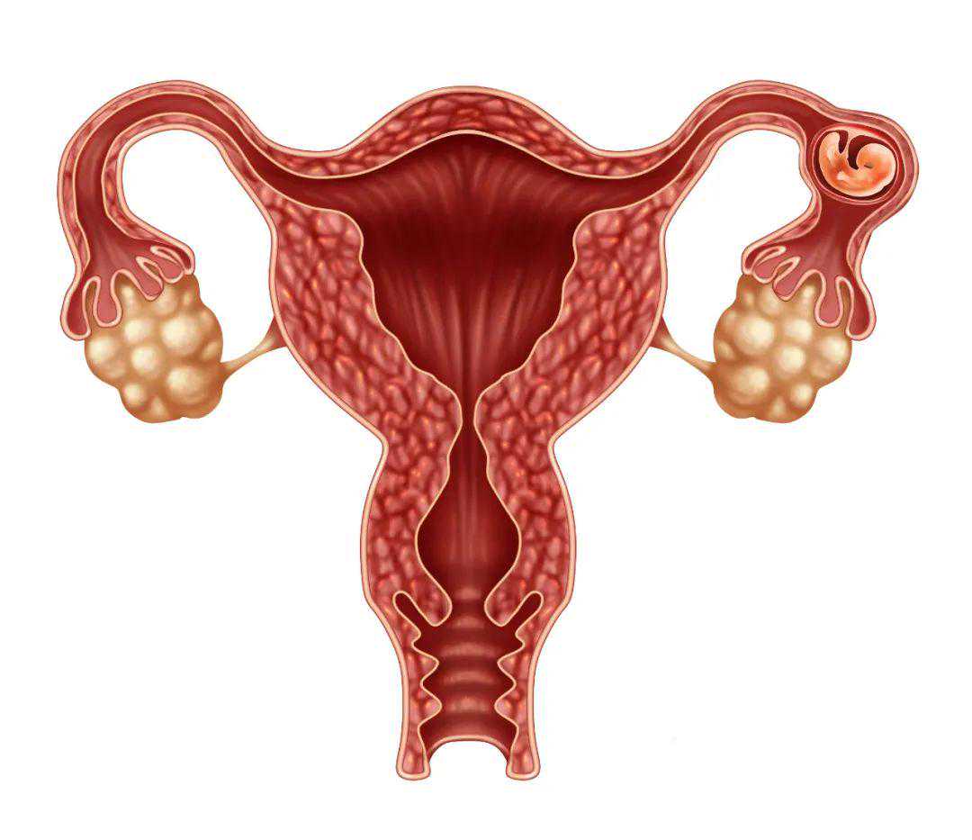 21岁卵巢早衰能活多久&供卵推广徽下拉5&6种长内膜的食物，吃出「胚胎最爱」的