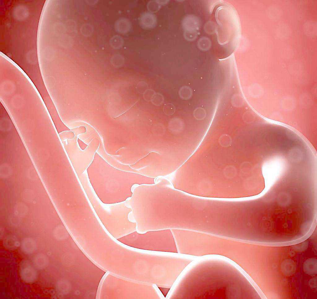 有关胚胎停育，我们需要知道的二三事