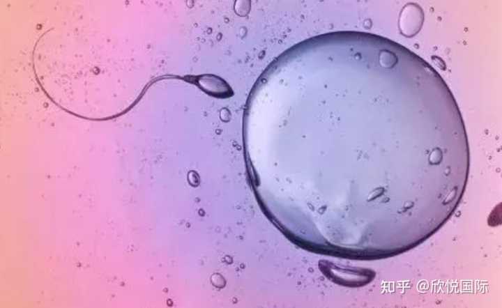 广州三代试管婴儿的费用构成是什么？?,广州正规助孕机构